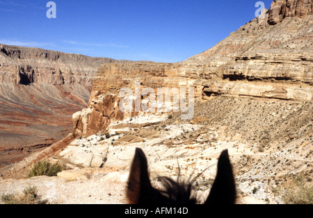 Équitation le long de Havasu canyon part du Parc National du Grand Canyon vers le village Havasupai Banque D'Images