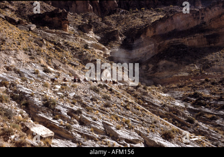 Une mule train transporte des marchandises similaires aux village Havasupai dans le Parc National du Grand Canyon Banque D'Images