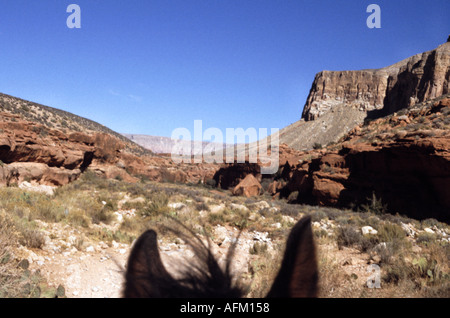 Équitation le long de Havasu canyon part du Parc National du Grand Canyon vers le village Havasupai Banque D'Images