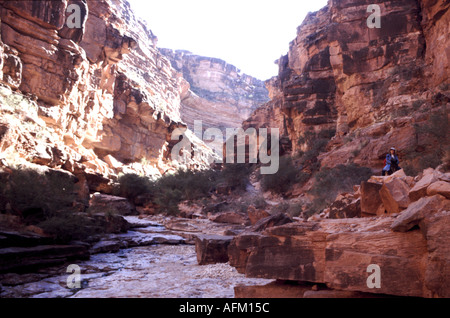 Équitation le long de Havasu canyon part du Parc National du Grand Canyon vers le village Havasupai Banque D'Images