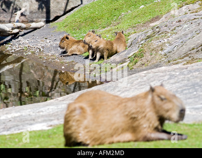 Hydrochoerus hydrochaeris capybara, Banque D'Images