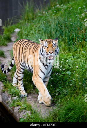 Panthera tigris altaica Banque D'Images