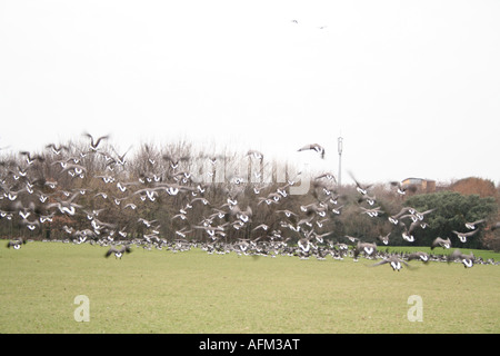 La Bernache cravant qui décolle en migration pour l'alimentation, Clontarf, Dublin, Irlande. Banque D'Images