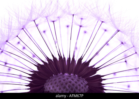 Image d'une tête de graines de pissenlit England UK Banque D'Images