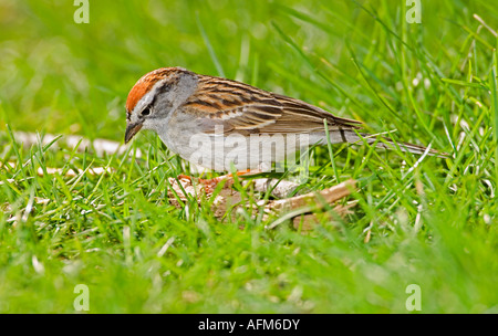 Chipping Sparrow Spizella passerina Banque D'Images