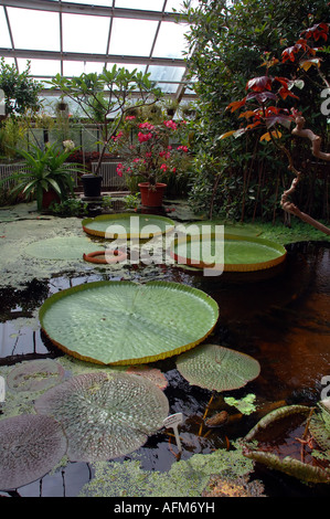 L'eau d'amazonie géant lillies Victoria Amazonica croissant dans une serre tropicale Banque D'Images