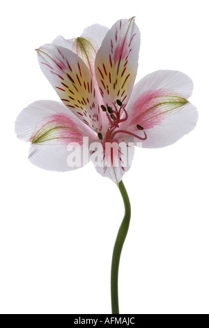 TIGER LILY Banque D'Images