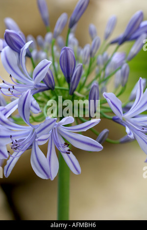 Agapanthus flower Banque D'Images