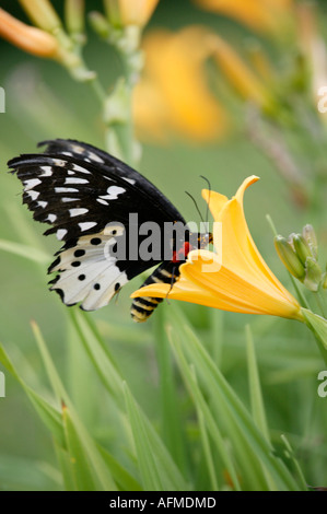 Un papillon, batwing Ambua Lodge, Tari région montagneuse sud Papouasie Nouvelle Guinée Banque D'Images