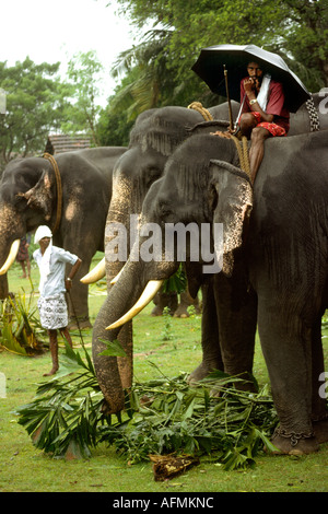Kerala Inde Alleppey ligne animaux l'éléphant mahout under umbrella Banque D'Images