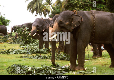 Kerala Inde Alleppey ligne d'éléphants captifs animaux Banque D'Images