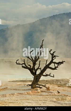 Mommoth Hot Springs Parc National de YellowStone terrasses faites de carbonate de calcium cristallisé Banque D'Images