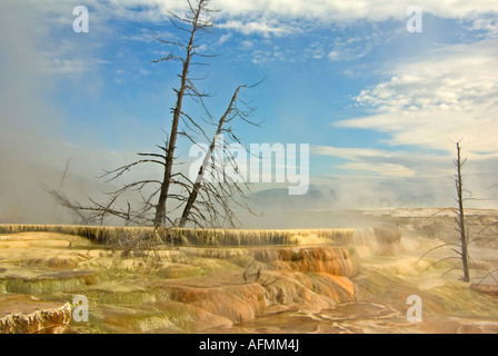 Mommoth Hot Springs Parc National de YellowStone terrasses faites de carbonate de calcium cristallisé Banque D'Images