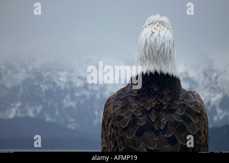 Vus de derrière, pygargue à tête blanche en Alaska Banque D'Images