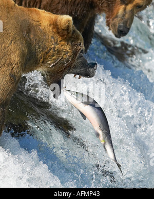 Ours brun Brooks Falls pêcher le saumon de l'Alaska Katmai National Park Banque D'Images