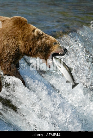 Ours brun pêcher le saumon Brooks Falls Parc national de Katmai en Alaska Banque D'Images