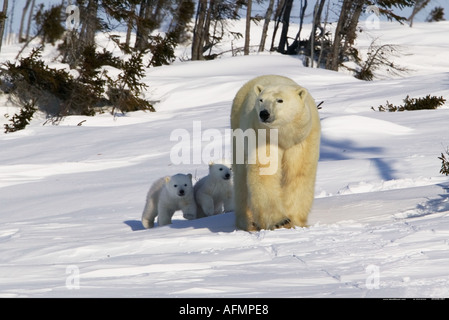 Mère Ours polaire avec de jeunes oursons balade Manitoba Canada Banque D'Images