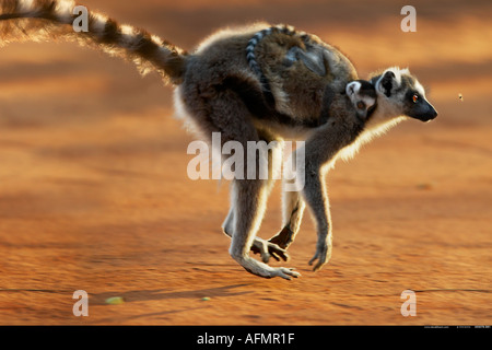 Ring tailed Lemur Berenty Madagascar Banque D'Images
