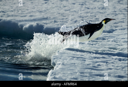 Manchot Empereur sous cape sur la glace de l'Antarctique à Washington Banque D'Images