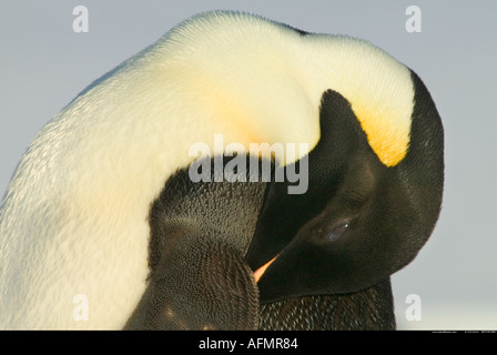 Un manchot empereur adultes endormis Cap Washington Antarctique Banque D'Images