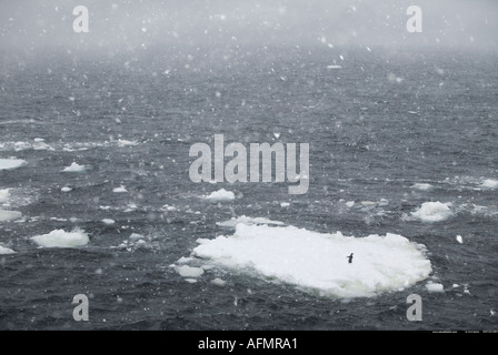 Avec un iceberg Adelie penguin dans un blizzard de l'Antarctique Banque D'Images