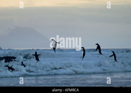 Sautant manchots adélies Antarctique Cap Adare Banque D'Images