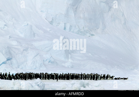 Manchots empereurs de marche et un manchot Adélie Antarctique Île Coulman Banque D'Images