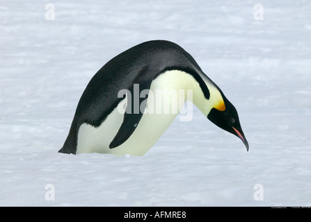 Manchot Empereur à propos de l'Antarctique l'Île Coulman tobogan Banque D'Images