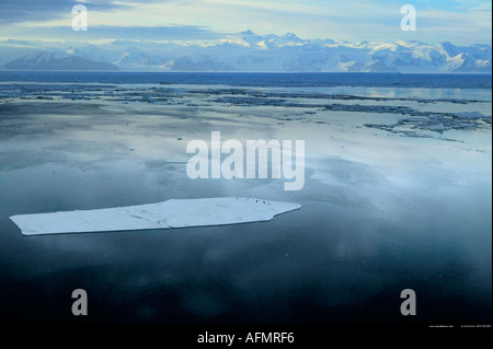 Adelie pingouins sur la banquise Antarctique Cap Adare Banque D'Images