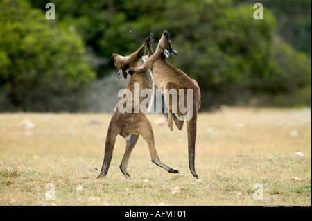 Deux combats Kangaroo Island Australie kangourous Banque D'Images