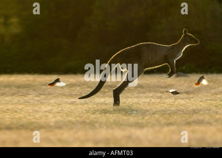 Saut de kangourou gris Kangaroo Island Australie Banque D'Images
