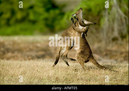 La lutte contre l'île kangourou en Australie kangourous Banque D'Images