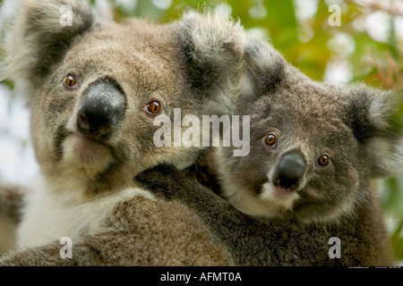 Mère et bébé Koalas Kangaroo Island Australie Banque D'Images