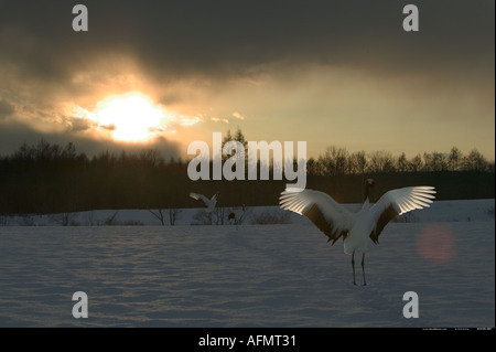 Grues Japonaises au coucher du soleil l'île d'Hokkaido au Japon Banque D'Images