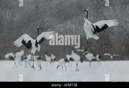 Deux grues japonaises sautant en danse l'île d'Hokkaido au Japon Banque D'Images