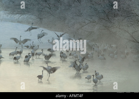 Grues Japonaises en dansant dans la brume du matin l'île d'Hokkaido au Japon Banque D'Images