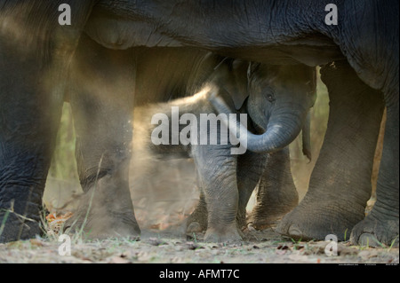 Les jeunes éléphants indiens jouant à ses pieds de la mère Inde Bandhavgarh Banque D'Images