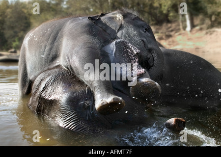 Les jeunes éléphants indiens jouer dans l'eau avec sa mère Inde Kanha Banque D'Images