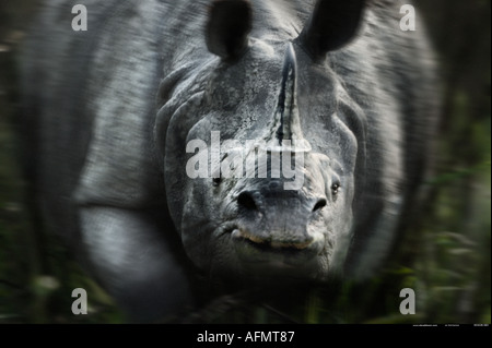La charge rhinocéros indien Inde Kaziranga