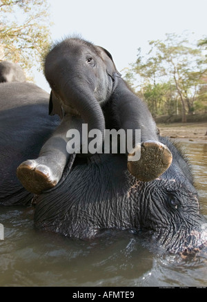 Mère et son petit se reposant dans la rivière Kanha en Inde