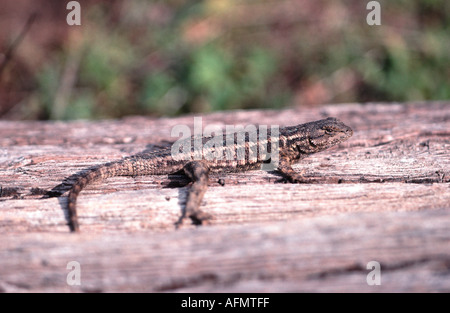 Clôture de l'Ouest 8182 lizard Sceloporus occidentalis journal le soleil sur le ruisseau Stevens Sentier Nature Monte Bello Espace Ouvert Preserv Banque D'Images