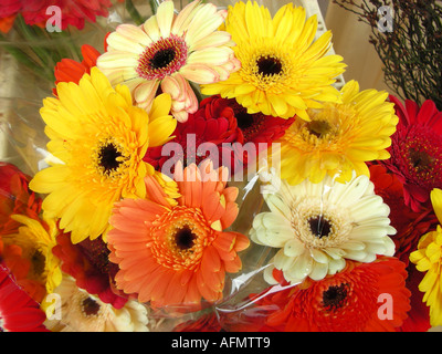 Stand display avec bouquet de fleurs variées telles que la grande marguerites gerbera daisy daisy-africaine Banque D'Images