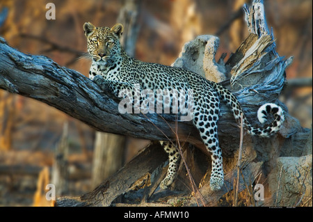 Leopard se reposant dans tree Khwai Botswana Banque D'Images