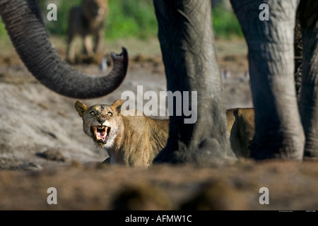 La confrontation entre la lionne et l'éléphant au Botswana Savuti waterhole Banque D'Images
