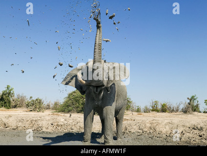 L'éléphant d'Afrique de l'mudbathing Savuti Botswana Banque D'Images