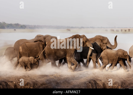 Famille d'éléphants du Botswana Chobe Banque D'Images