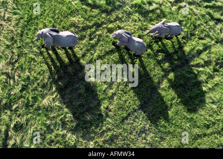 Vue aérienne de trois éléphants casting shadows Delta de l'Okavango au Botswana Banque D'Images