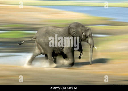 L'éléphant au Botswana Banque D'Images