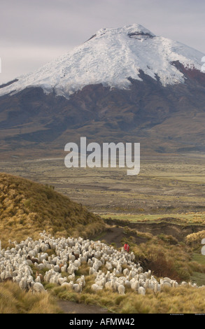 Les alpagas volcan Cotopaxi en Equateur Andes de fond de l'Amérique du Sud Banque D'Images