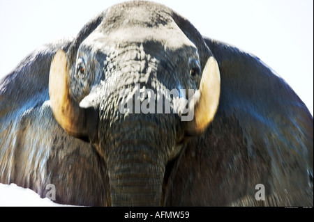 Close up d'un éléphant d'Afrique Savuti Botswana Banque D'Images